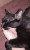 Miss Minx Tuxie Girl - Smart Big Personality Girl!