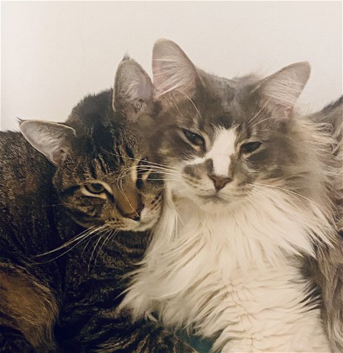 Prince and Perry (Bonded pair)