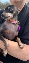 Little Angel-MinPin Needs a Retirement Home!
