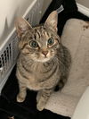 Cute Sadie - NEEDS a home ASAP!