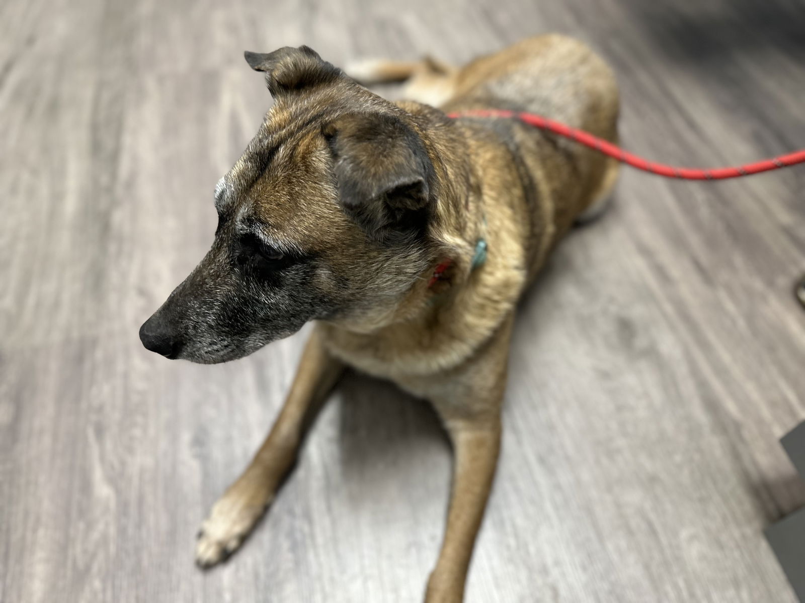 adoptable Dog in Atlanta, GA named SARINA -Sweet Senior