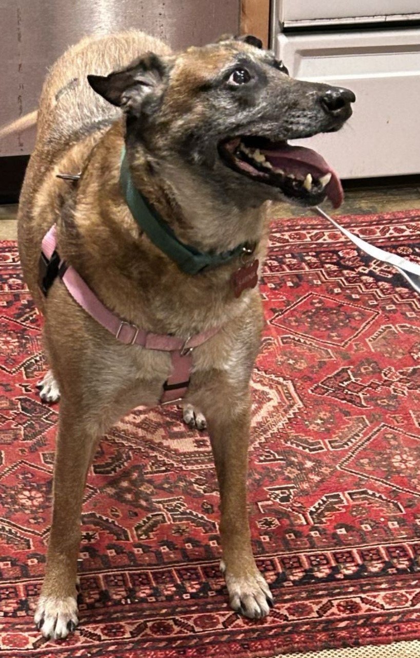 adoptable Dog in Atlanta, GA named SARINA -SWEET SR. Paid FOSTER/NO FEE ADOPT