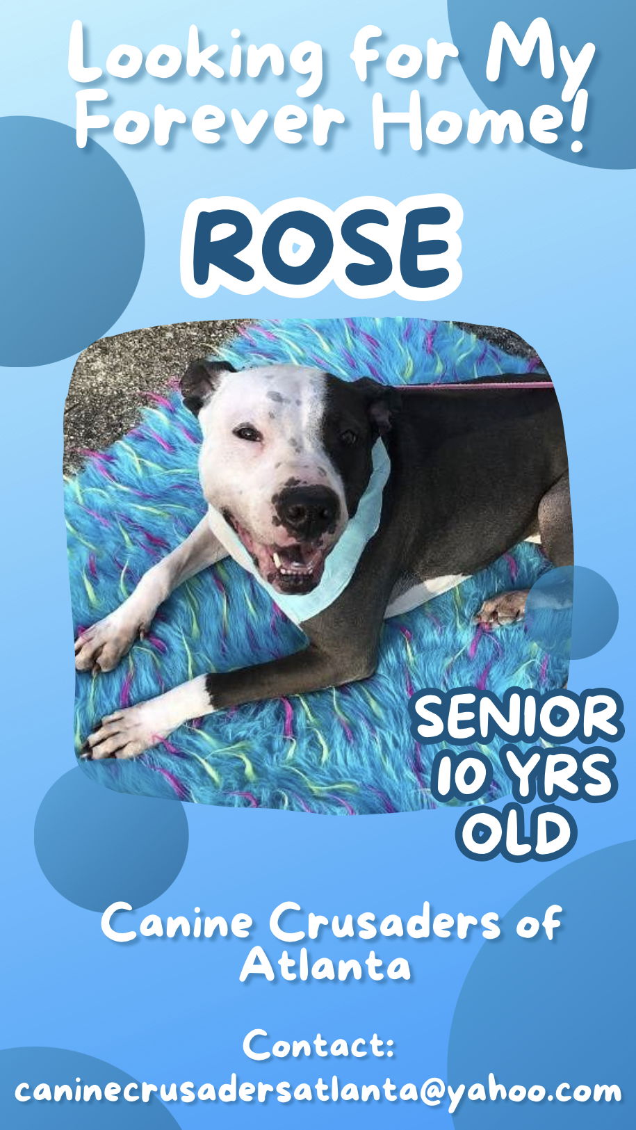 adoptable Dog in Atlanta, GA named Lovely ROSE - Dog & Kid Friendly!