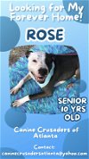 adoptable Dog in  named LOVELY ROSE - DOG/KID FRIENDLY! LOVES ALL PEOPLE!