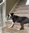 adoptable Dog in atlanta, LA named DAISY - SWEET Sr. BULLDOG! In Foster care for Year
