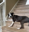 adoptable Dog in  named DAISY - SWEET Sr. BULLDOG! In Foster care for Year