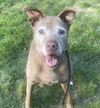 adoptable Dog in  named BEGGING FOR BELLA!  HAPPY SENIOR GIRL