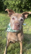 BEGGING FOR BELLA!  HAPPY SENIOR GIRL!