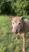 BEGGING FOR BELLA!  HAPPY SENIOR GIRL!