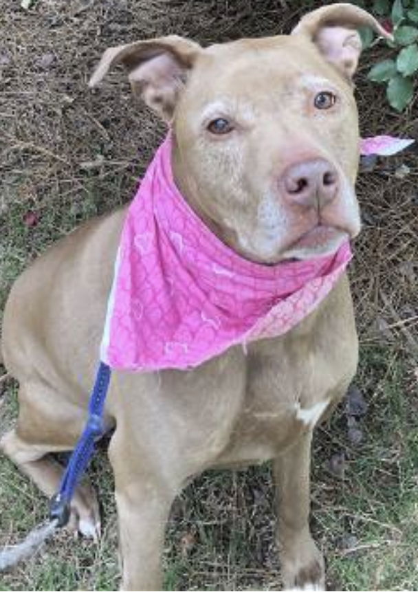 adoptable Dog in Atlanta, GA named Bella - VERY SWEET HAPPY SENIOR GIRL!