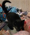 MISS PURSEY - Adorable Kitten Needs a HOME!