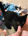 MISS PURSEY - Adorable Kitten Needs a HOME!
