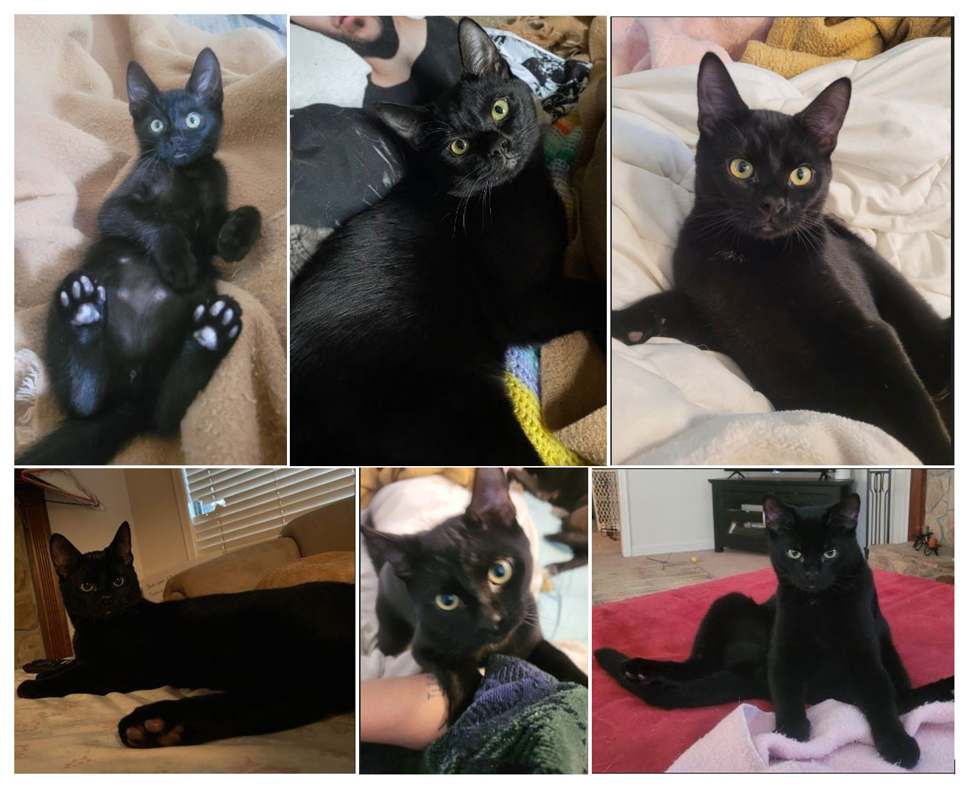 adoptable Cat in Atlanta, GA named Mr. FAFNIR- Smart Black Beauty of a KITTY!