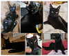 adoptable Cat in  named Mr. FAFNIR- Smart Black Beauty of a KITTY!