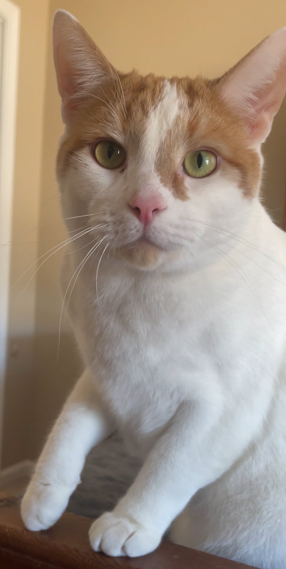 adoptable Cat in Atlanta, GA named MR. LUCA - Stunning White w/Orange