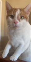 adoptable Cat in atlanta, ga, GA named MR. LUCA - Stunning White w/Orange