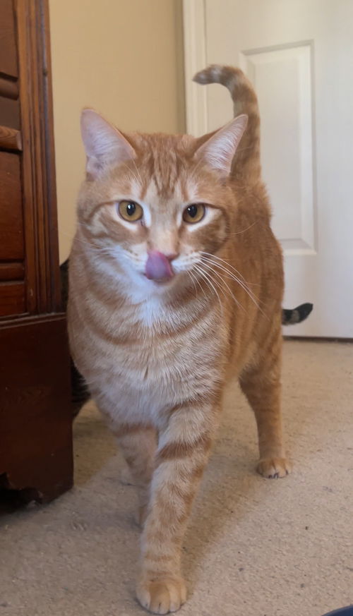 Ozzie - HANDSOME ORANGE BOY