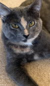 adoptable Cat in Atlanta, GA named ZOEY - Lovely Gray/pink - Calico kitty!