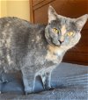 ZOEY The Agel- Lovely Gray/pinkish - LOVELY FACE!