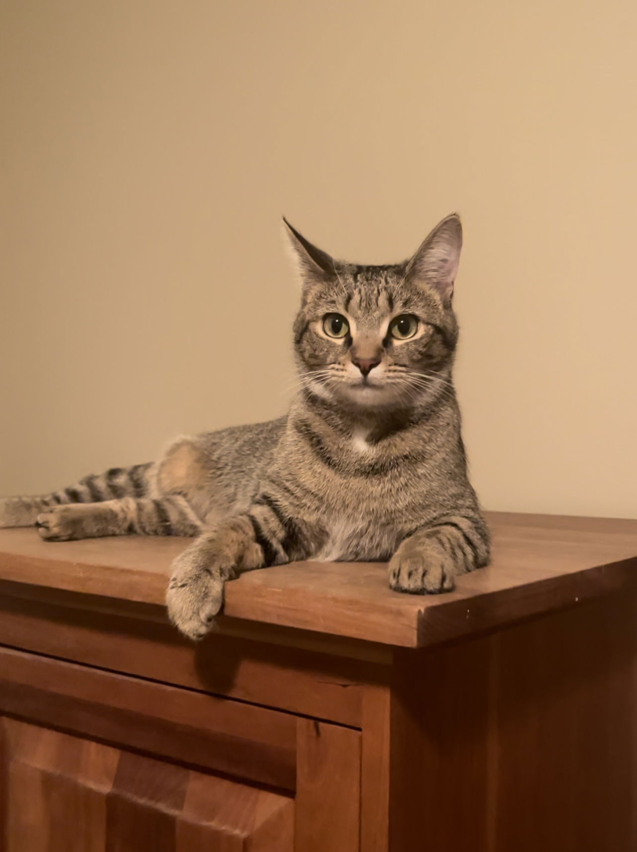 adoptable Cat in Atlanta, GA named Miss LILY  - GRAY Tabby KITTY GIRL