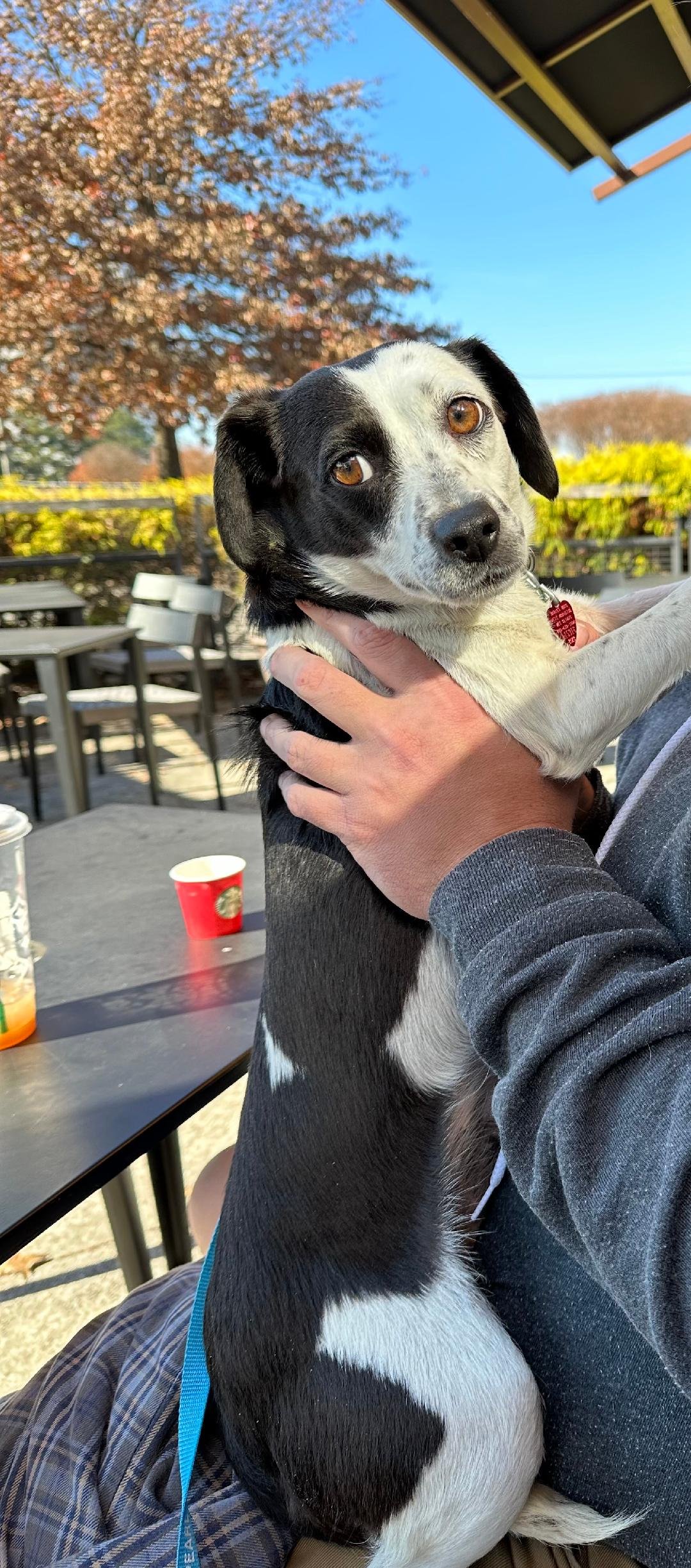 adoptable Dog in Atlanta, GA named Diamond Girl - FOSTER NEEDED 5 WEEKS ONLY!