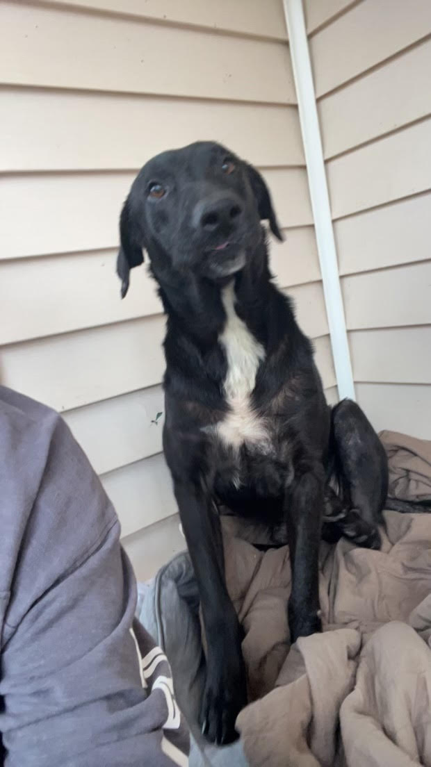 Dog adoption in Atlanta, GA 30345 Labrador Retriever / Hound / Mixed