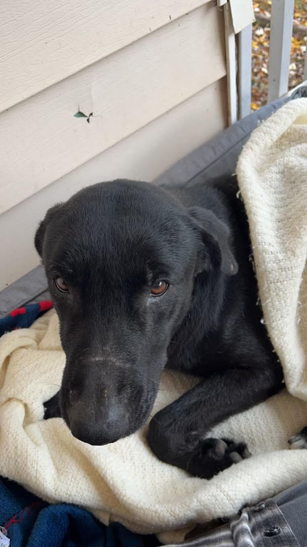 Dog for Adoption Buddy, a in Coweta County, GA Alpha Paw
