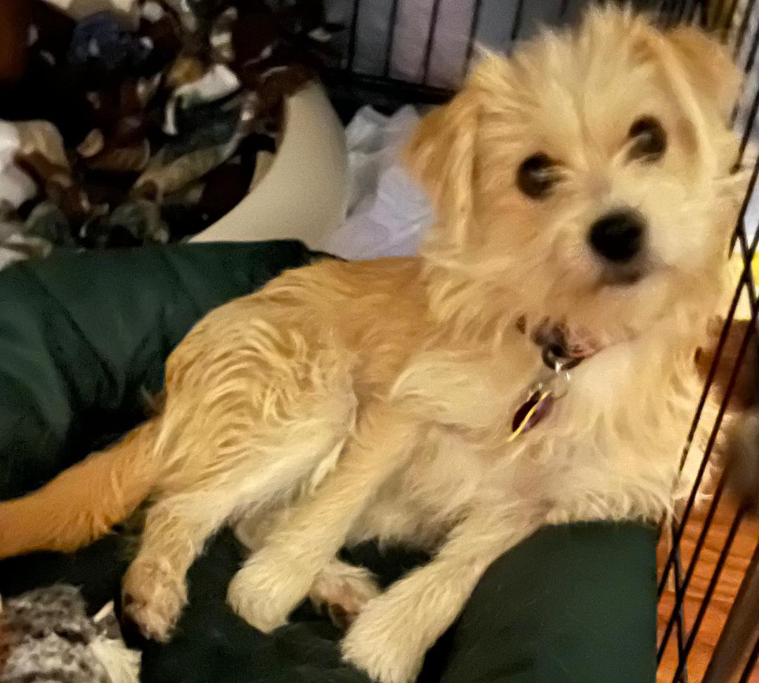 Dog for Adoption Cassidy and Sahara, a Terrier in Coweta County, GA