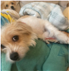 adoptable Dog in atlanta, LA named Cassidy and Sahara - SISTERS - PACKAGE PAIR!