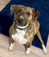 TYGRA Girl - NEEDS FOSTER PD or HOME  ASAP!