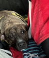 TYGRA Girl - NEEDS FOSTER PD or HOME  ASAP!