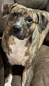 TYGRA Girl - $$ NEEDS FOSTER or HOME  ASAP!