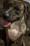 TYGRA Girl - NEEDS FOSTER PD or HOME  ASAP!