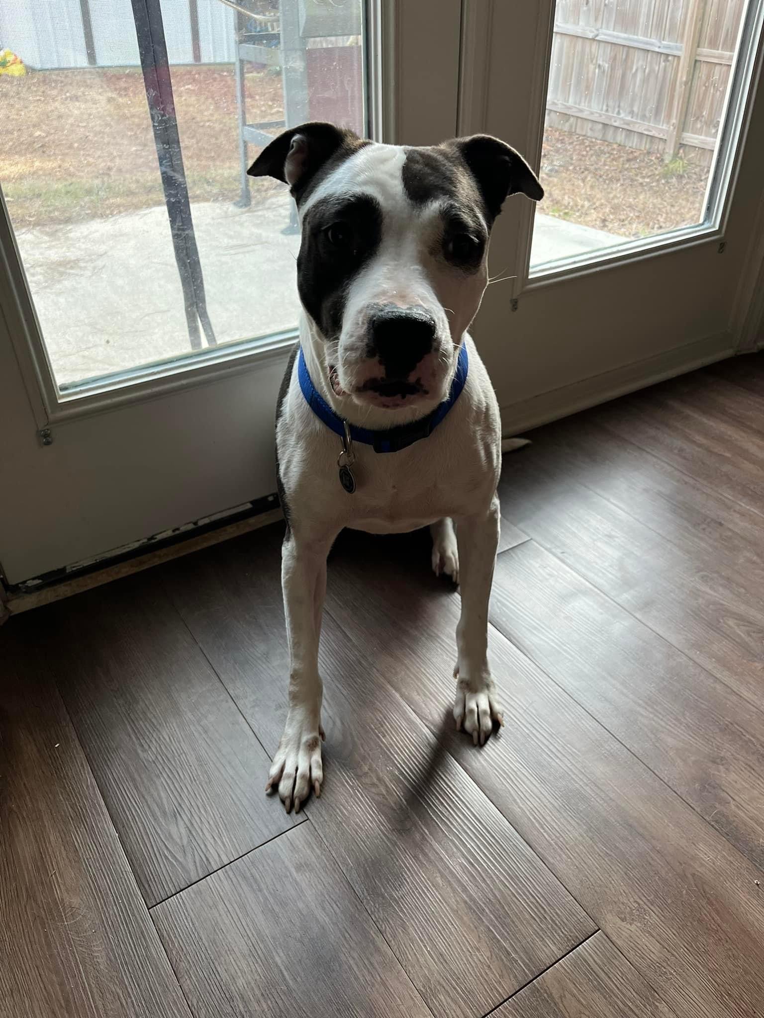adoptable Dog in Atlanta, GA named RILEY - DOG FRIENDLY!