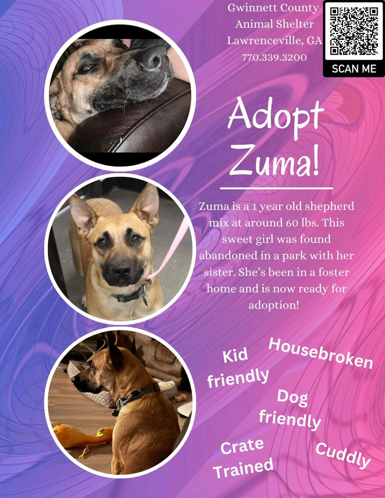 Dog for Adoption Zuma, a Shepherd in Tucker, GA Alpha Paw
