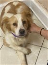 adoptable Dog in atlanta, LA named Bree - Dog/Kid Friendly - FOSTER NEEDED 5 WEEKS