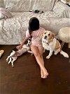 Bree - Dog/Kid Friendly - FOSTER NEEDED 5 WEEKS