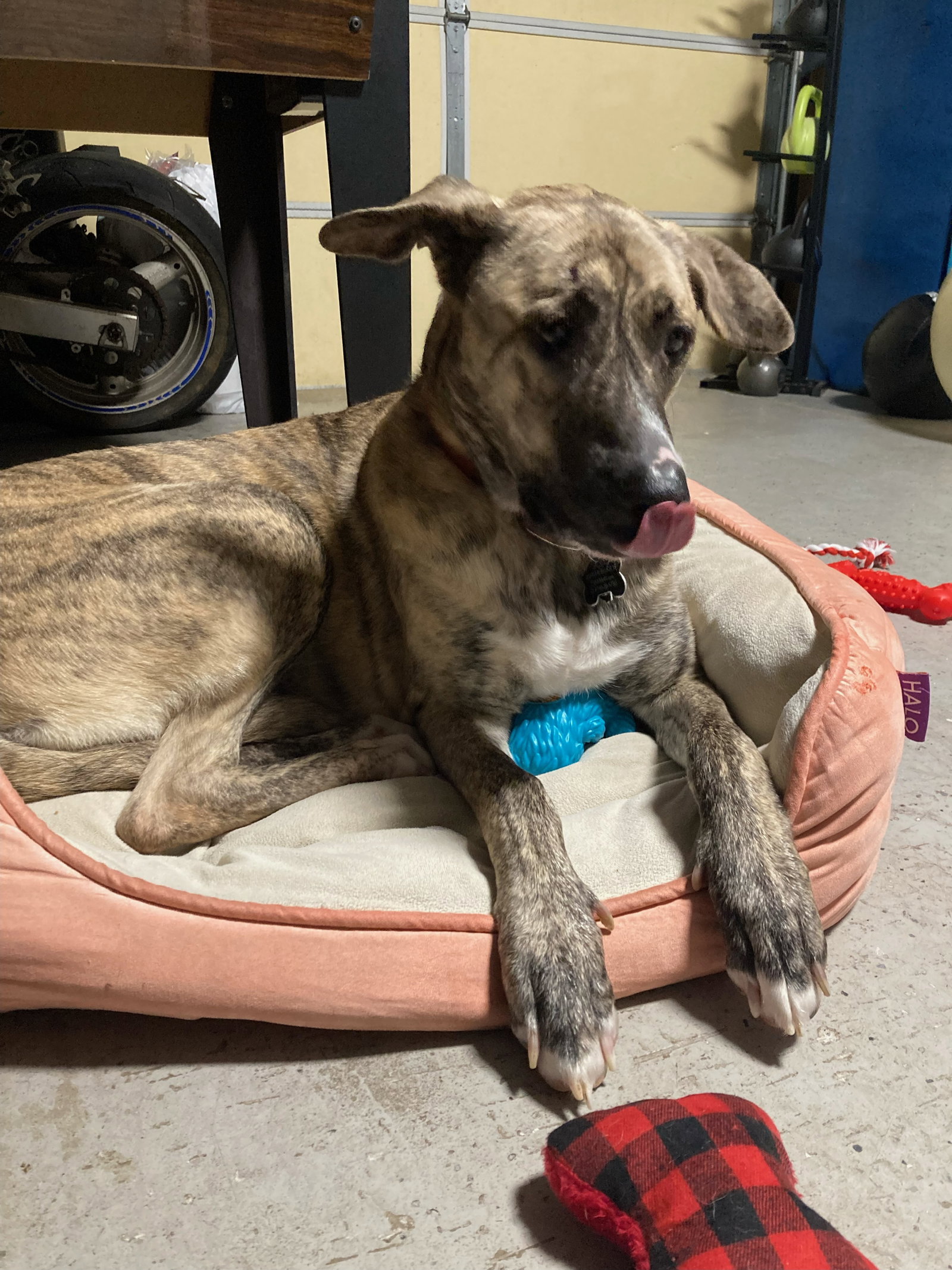 Dog for Adoption Sugar Bear Honey Bunch, a German Shepherd Dog in