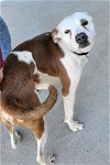 adoptable Dog in atlanta, ga, GA named Teddy Pup - $300/mo WILL PAY FOSTER!