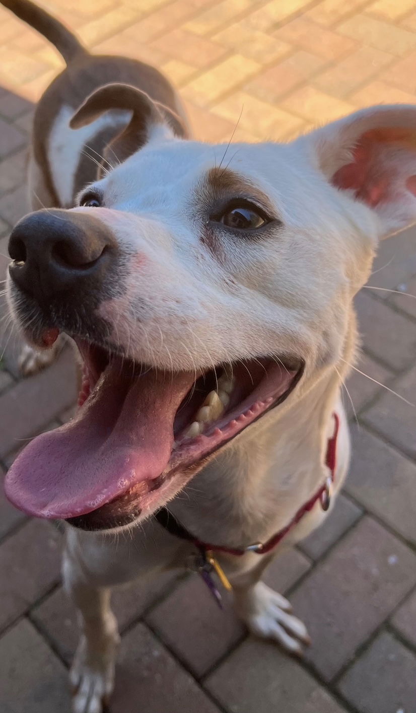 adoptable Dog in Atlanta, GA named TEDDY - Soft as a Teddy Bear