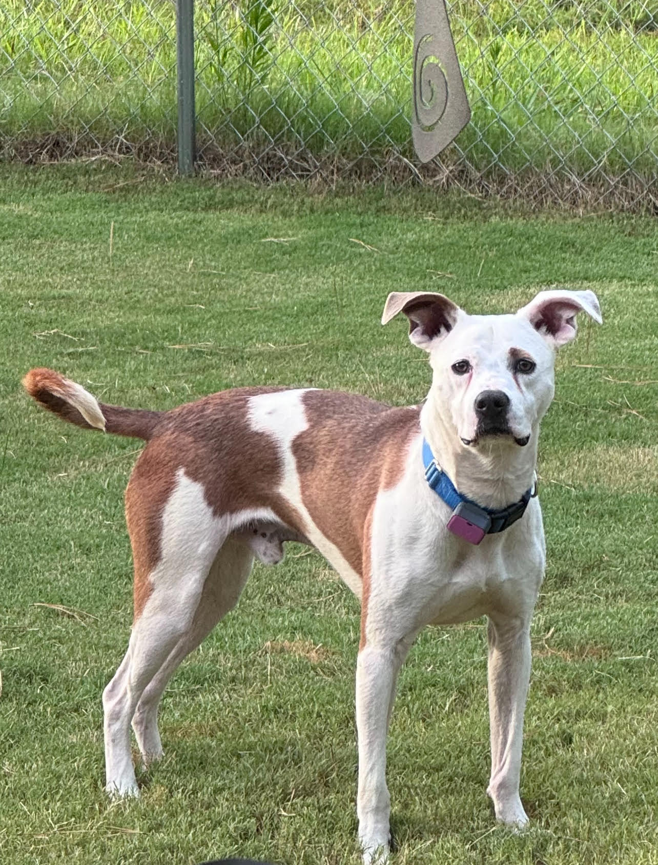 adoptable Dog in Atlanta, GA named TEDDY - Sweet Young Guy! Loves People/Dogs