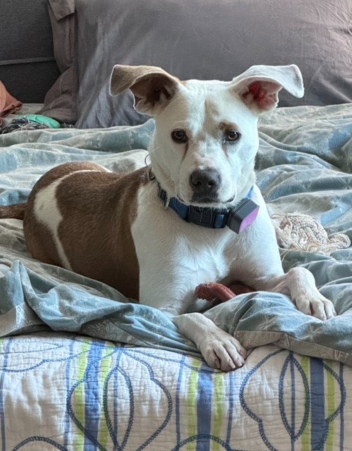 TEDDY - Soft as a Teddy Bear