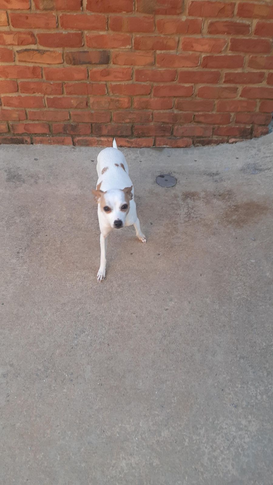 Dog for Adoption Murphy, a Chihuahua in Coweta County, GA Alpha Paw
