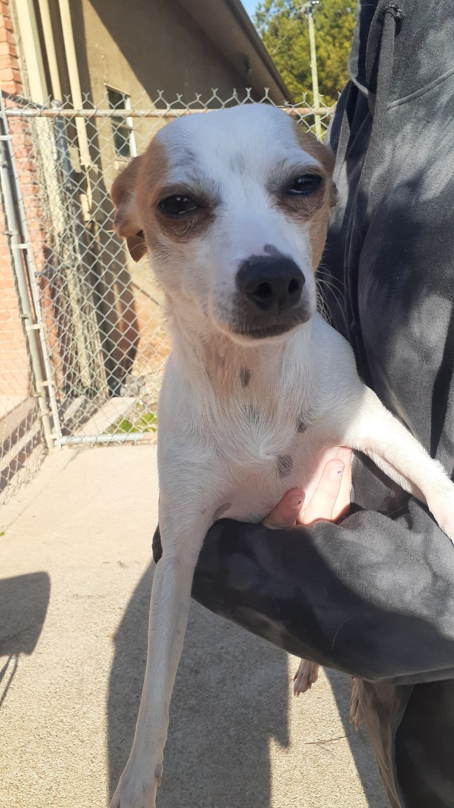 Dog for Adoption Murphy, a Chihuahua in Coweta County, GA Alpha Paw