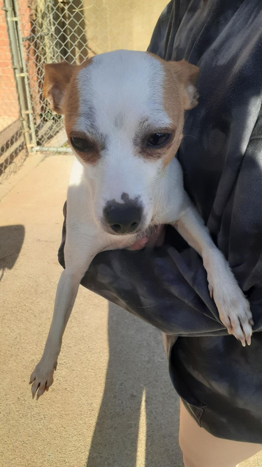 Dog for Adoption Murphy, a Chihuahua in Coweta County, GA Alpha Paw