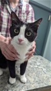 adoptable Cat in atlanta, LA named Billy LOVE Bug - Needs a Home ASAP!!