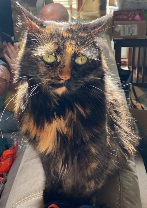 Miss Fluff - Lovely Maine Coon/Persian Torti
