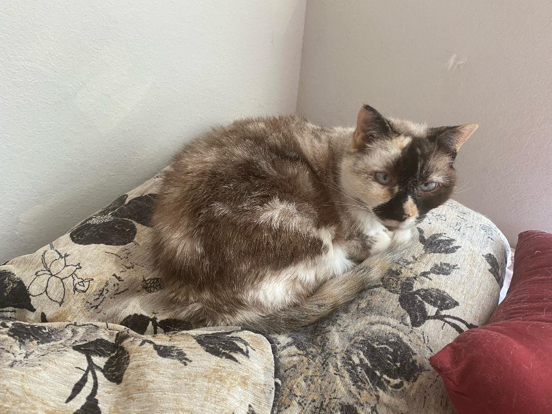 adoptable Cat in Atlanta, GA named Willow - Older Siamese Mix/Torti -SHORT Term Fost
