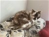adoptable Cat in atlanta, ga, GA named Willow - Older Siamese Mix/Torti -SHORT Term Fost