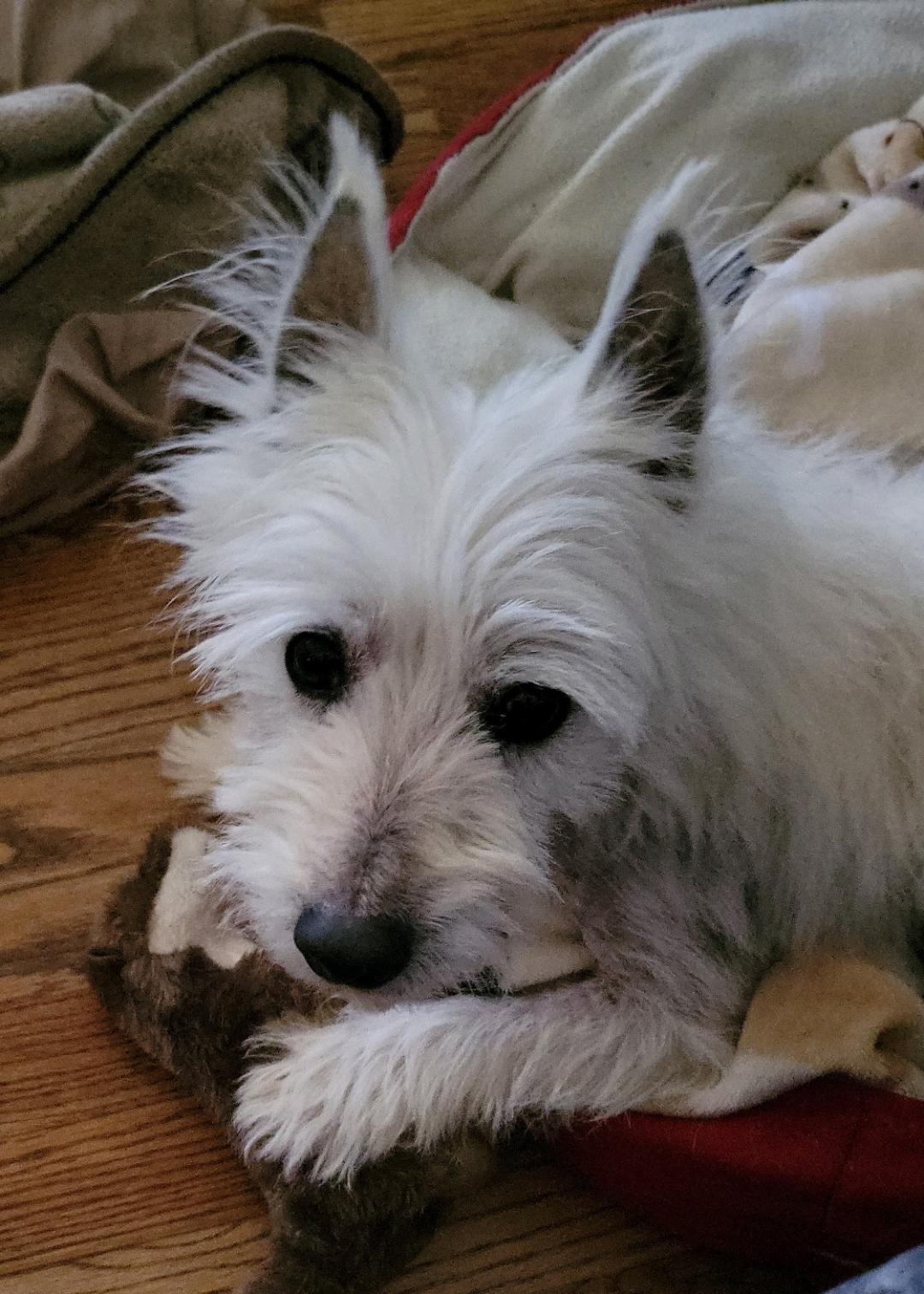 Highland best sale terrier rescue